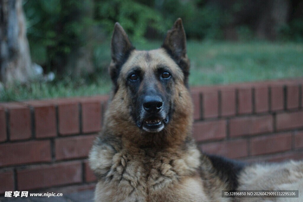 威武的德国牧羊犬坐立