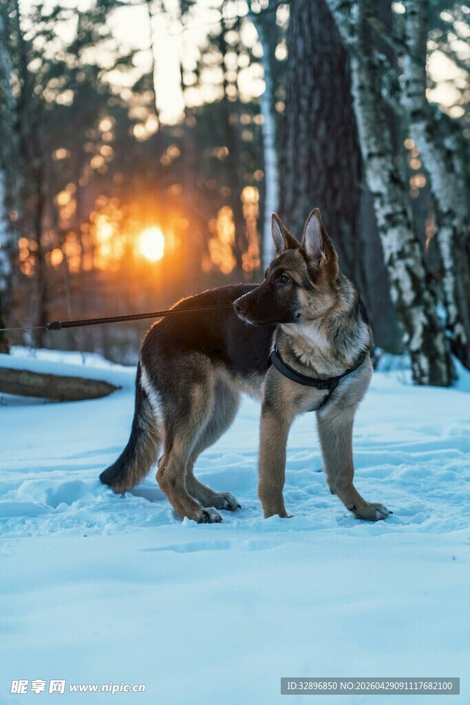 雪地中站立的德国牧羊犬