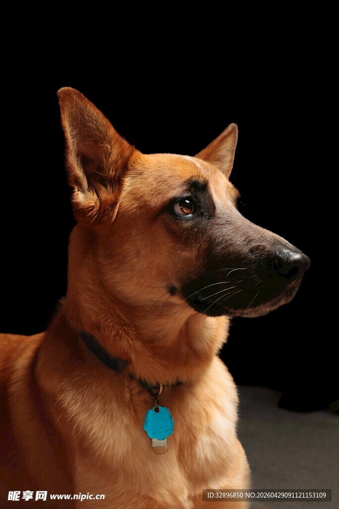 帅气棕犬佩戴蓝色项圈