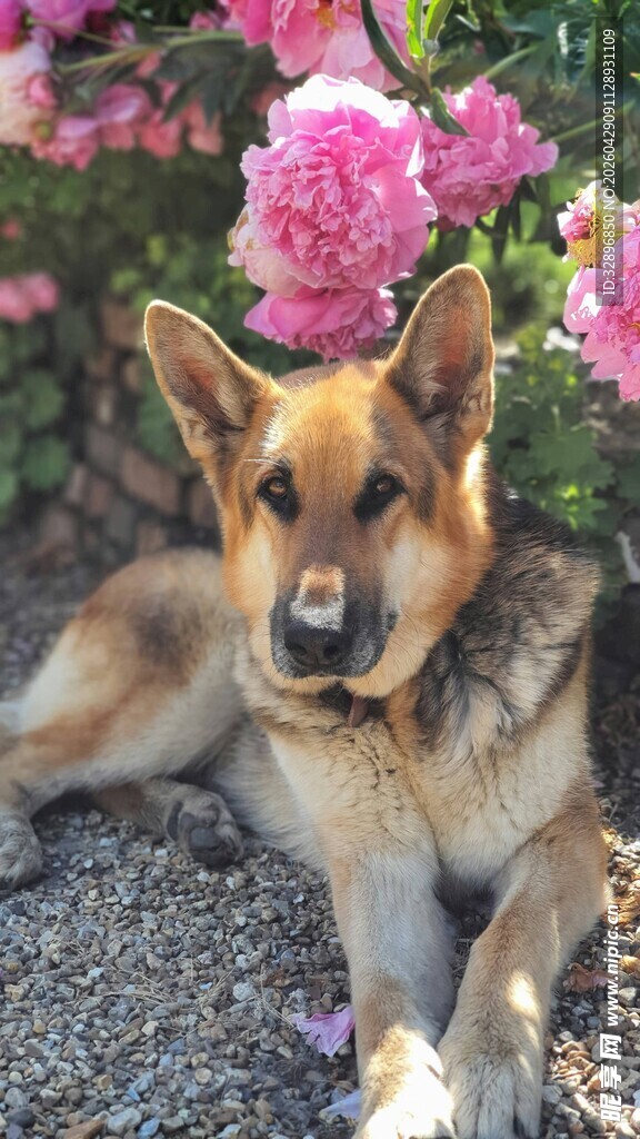 花丛旁休憩的德国牧羊犬