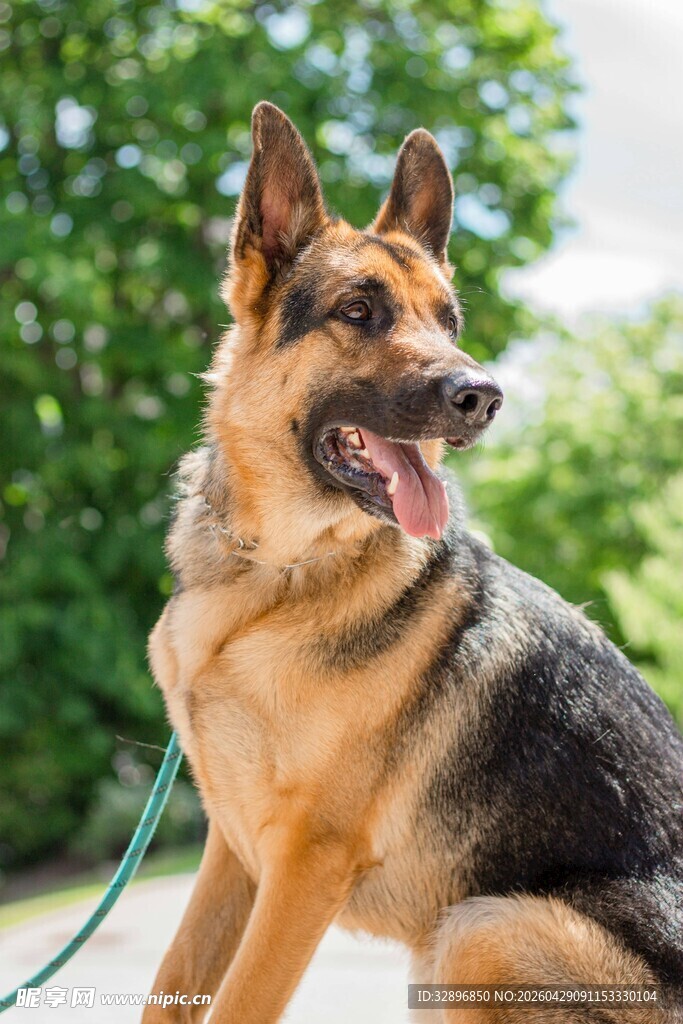 帅气德国牧羊犬户外写真