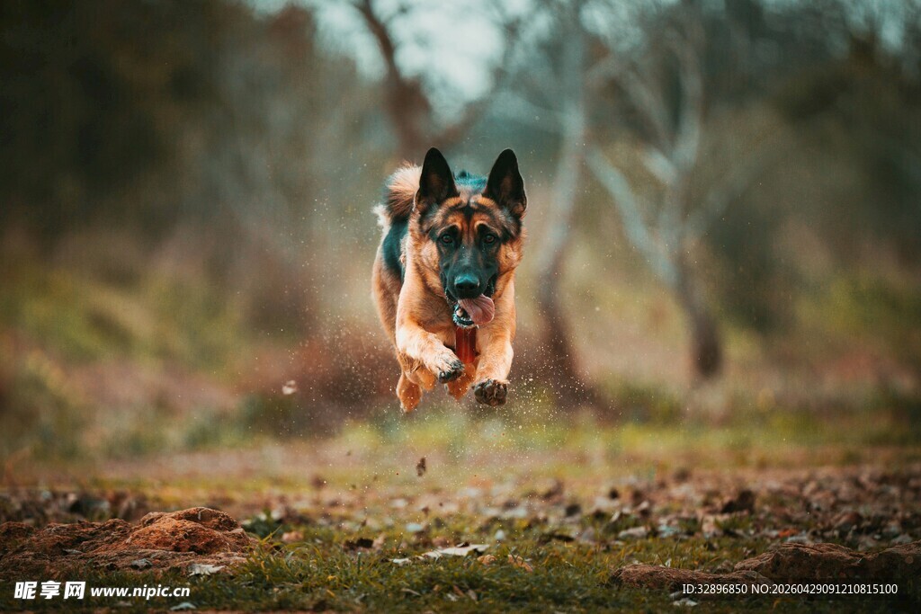 奔跑的德国牧羊犬
