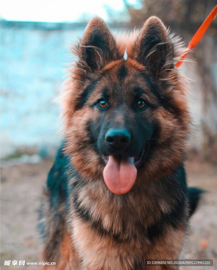 可爱德国牧羊犬吐舌卖萌