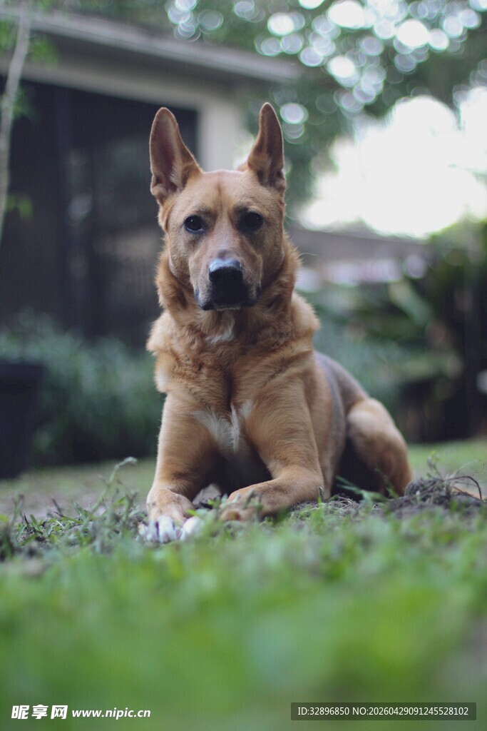 草地上的德国牧羊犬
