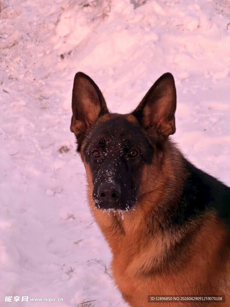 雪地中的德国牧羊犬