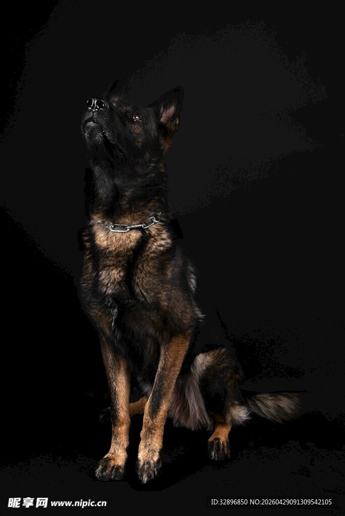 坐立的黑棕相间德国牧羊犬