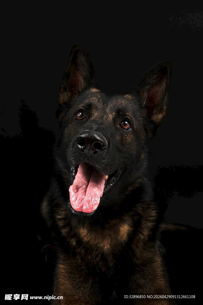 可爱德国牧羊犬吐舌卖萌