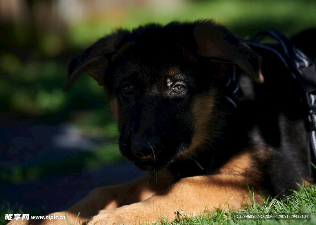 趴卧草地的可爱黑毛幼犬