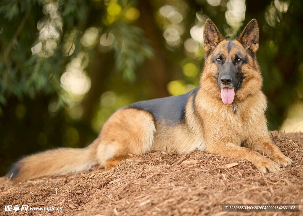 德国牧羊犬趴卧在土堆上