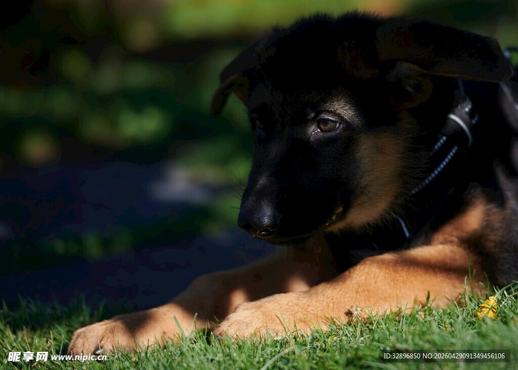 趴着的可爱德国牧羊犬
