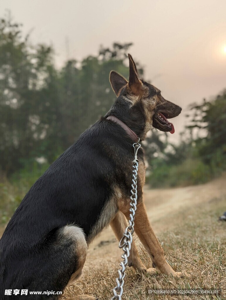夕阳下拴着链子的黑犬