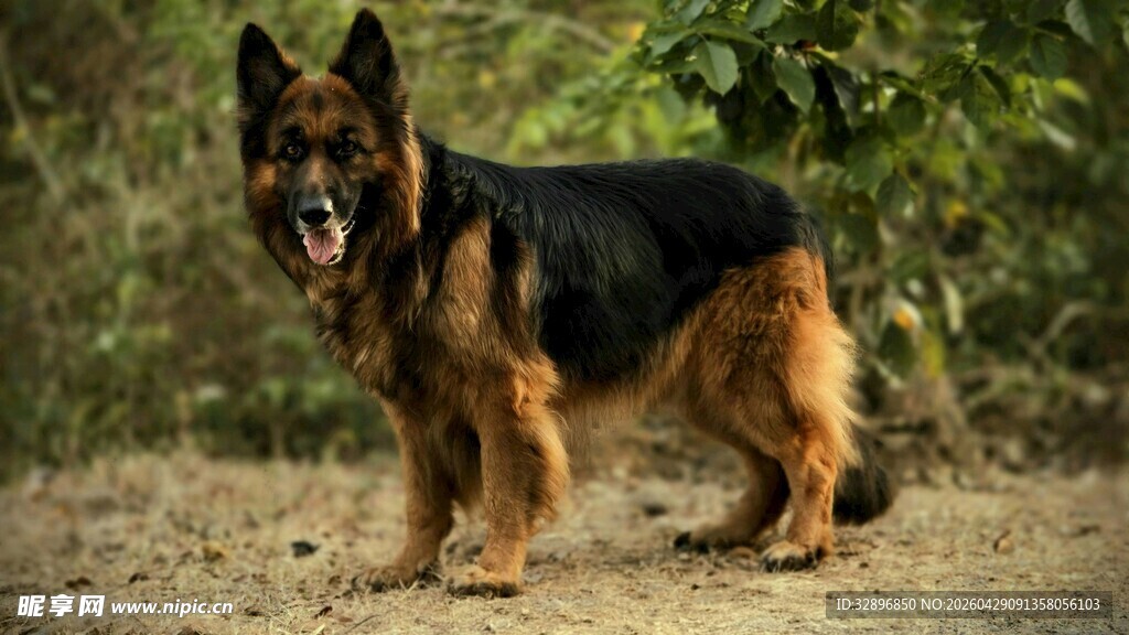 站立的德国牧羊犬