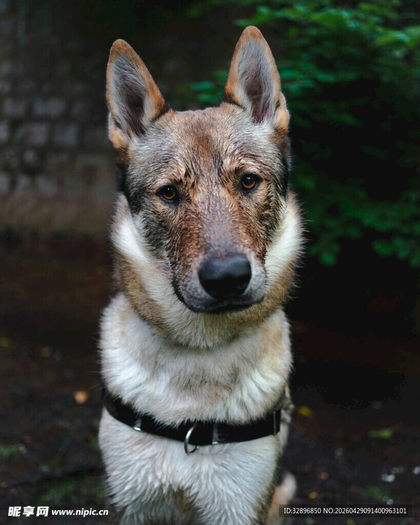 帅气德国牧羊犬户外特写