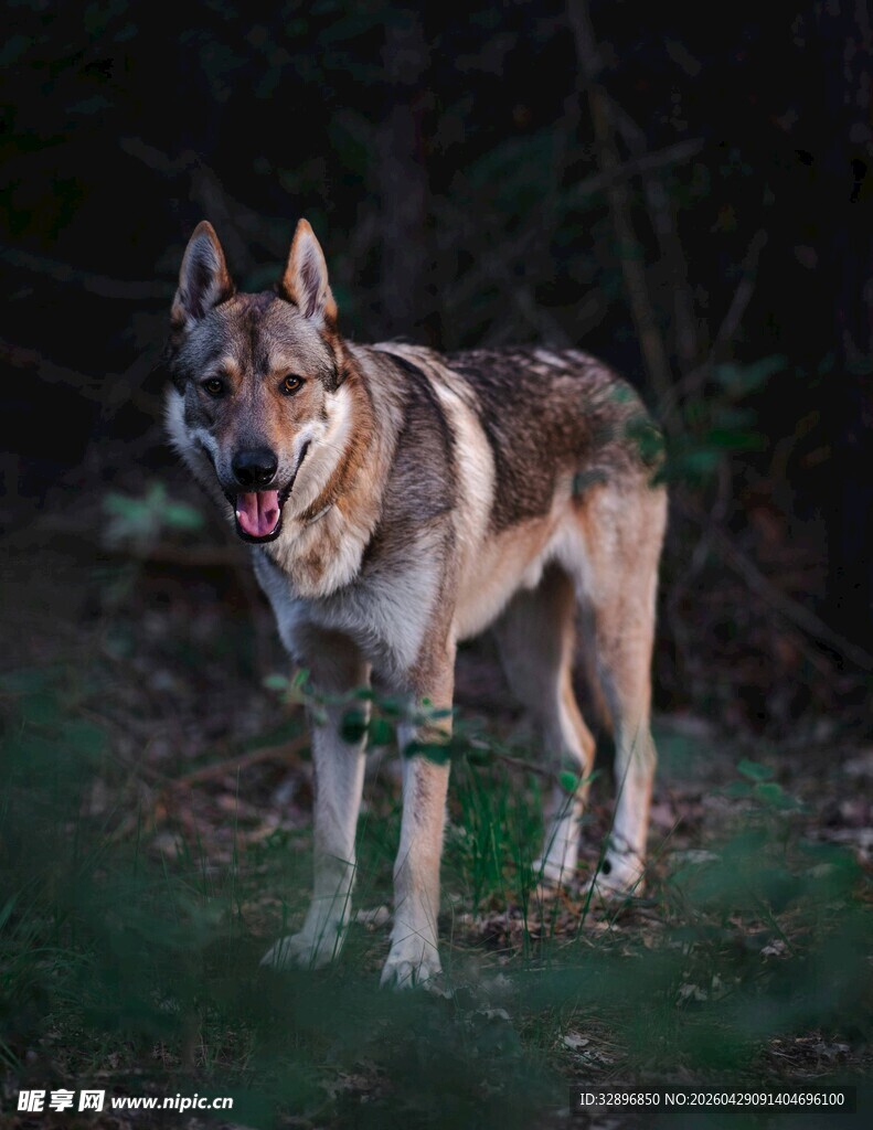 森林中的帅气混种犬