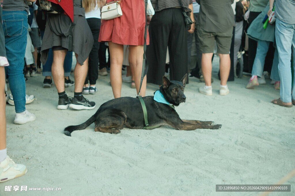 人群中趴着的黑色导盲犬