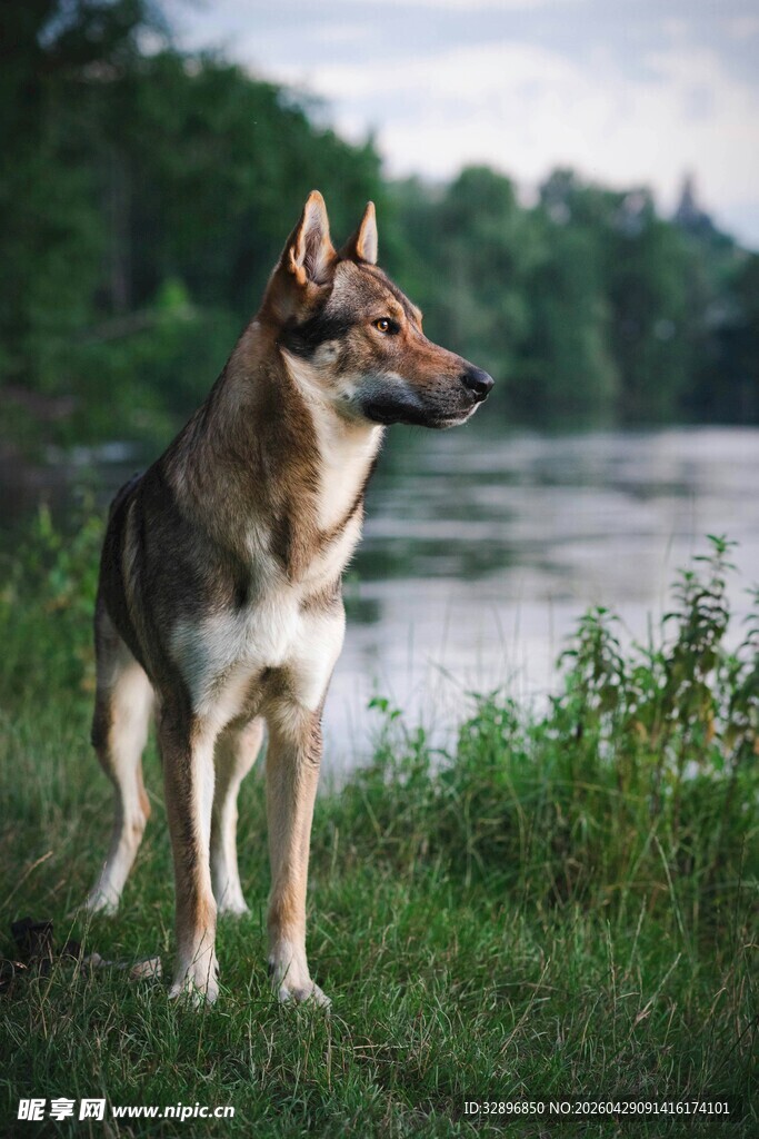 草地边的牧羊犬