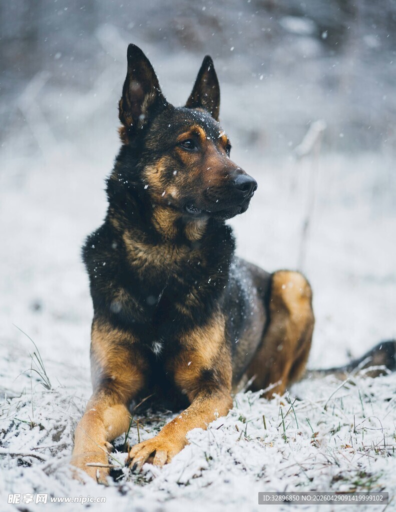 雪地中的德国牧羊犬