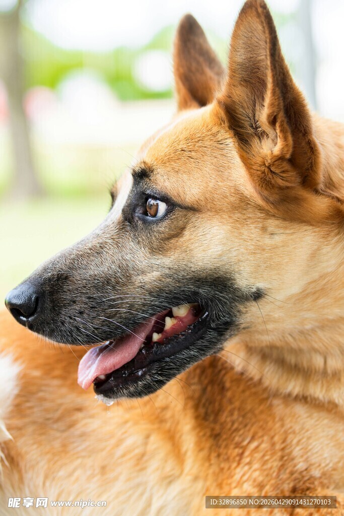 可爱棕犬惬意侧头瞬间