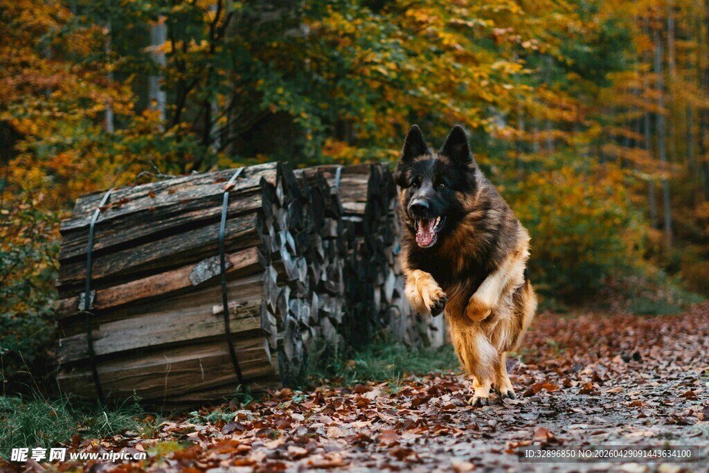 秋日林间奔跑的德国牧羊犬