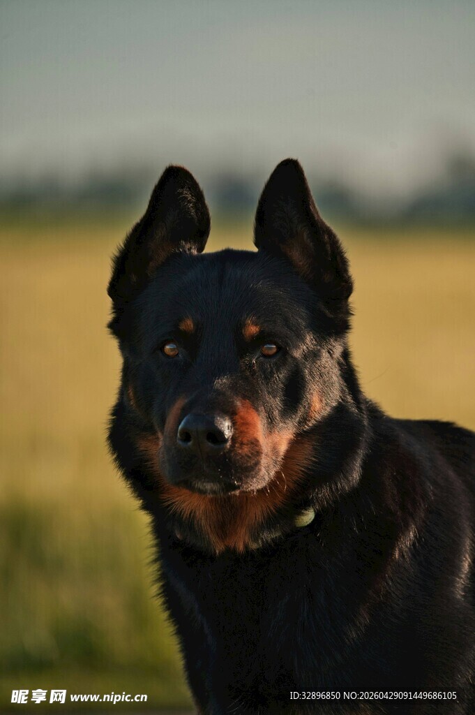 田野中的黑色牧羊犬