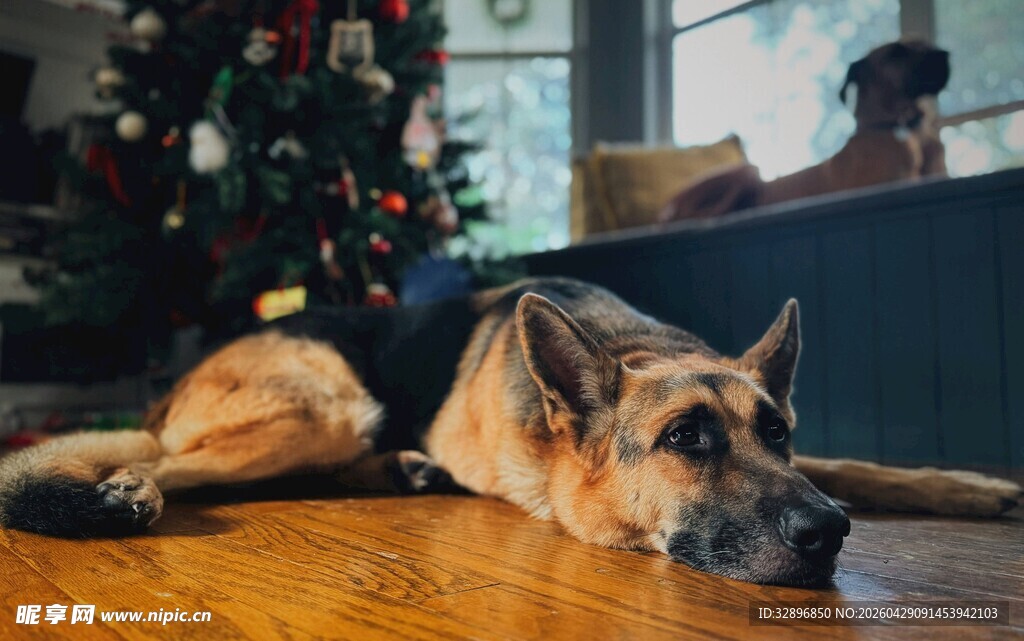 圣诞树下休憩的德国牧羊犬