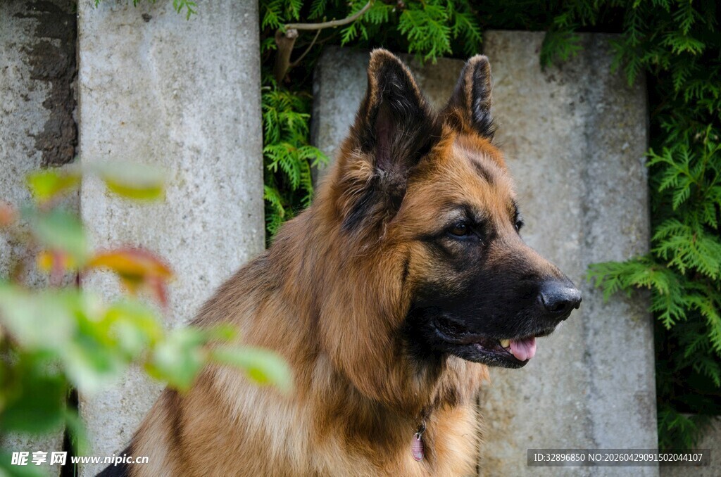 德国牧羊犬特写