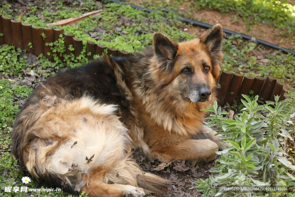 德国牧羊犬惬意躺卧草地