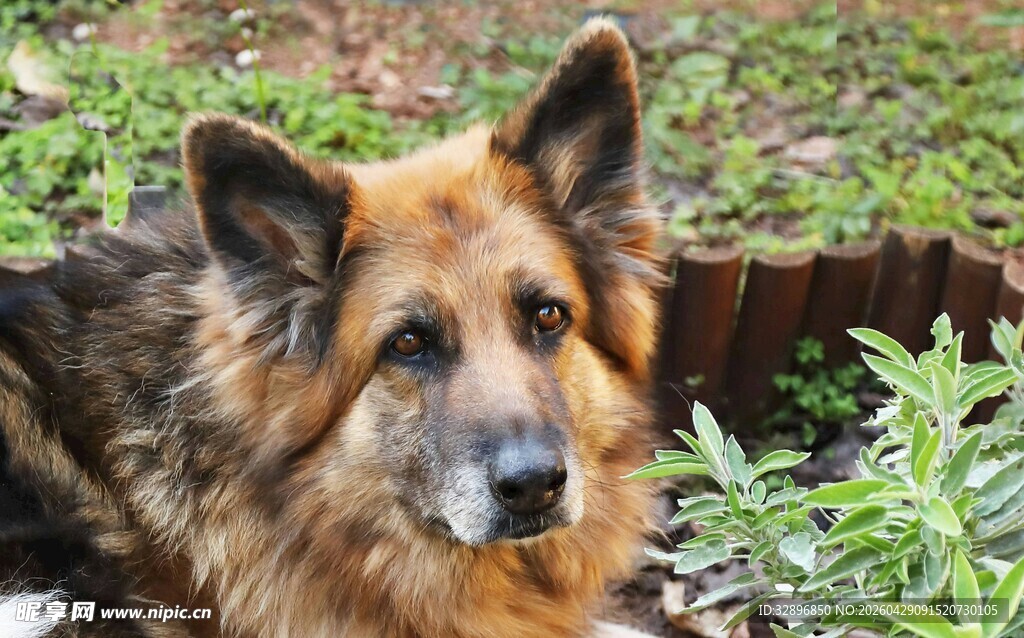德国牧羊犬于绿植间静卧