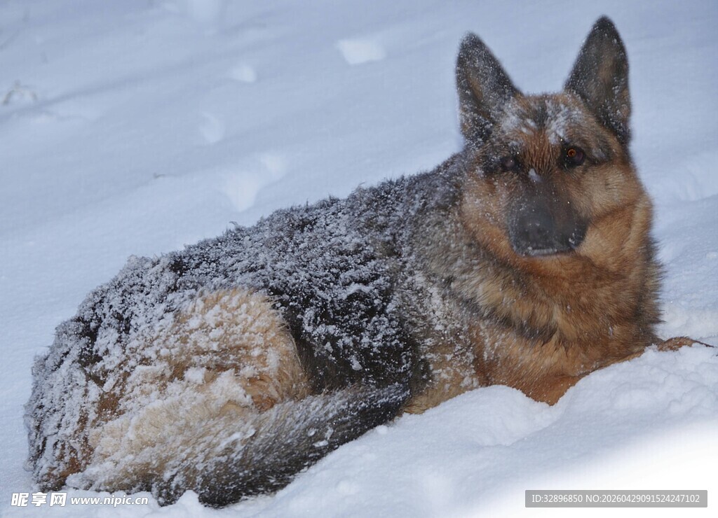 雪地中的德国牧羊犬