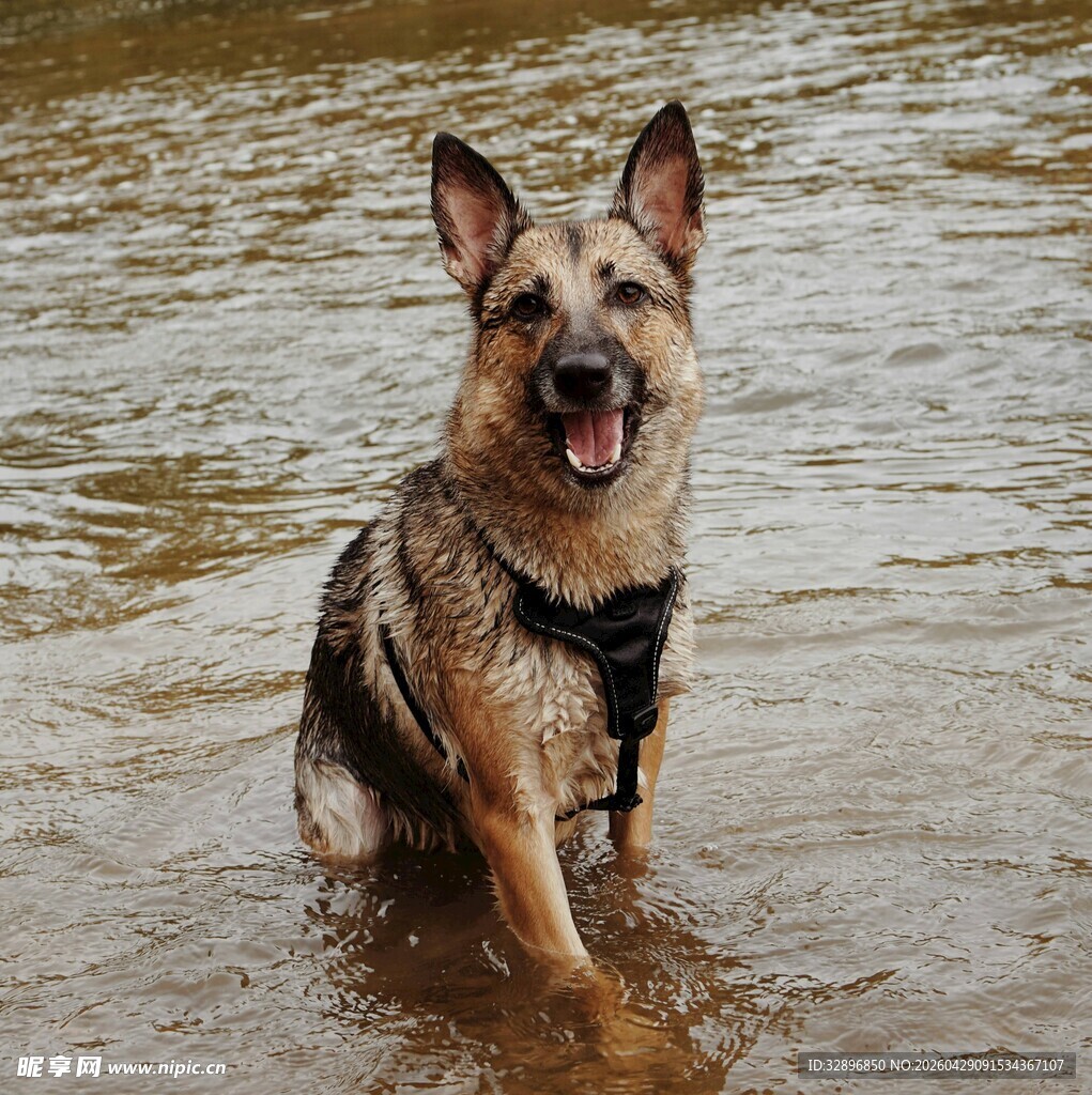 水中的德国牧羊犬