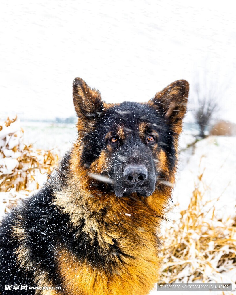 雪地中的德国牧羊犬