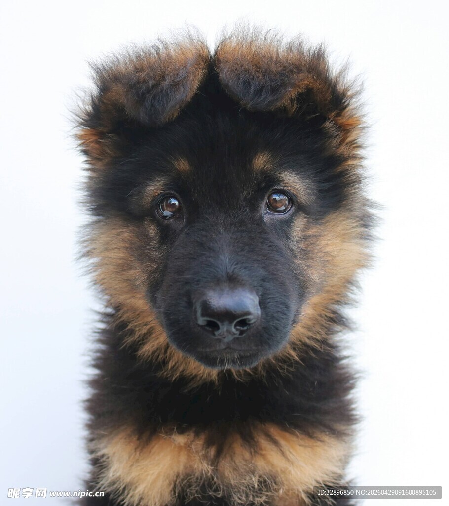 可爱德国牧羊犬幼犬特写