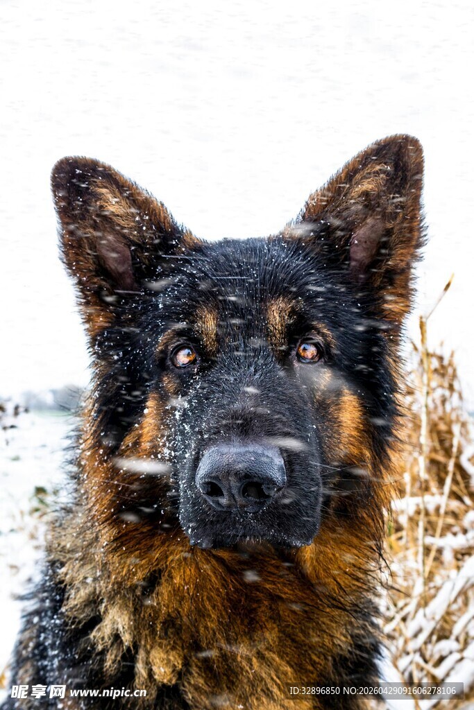 雪地中的德国牧羊犬