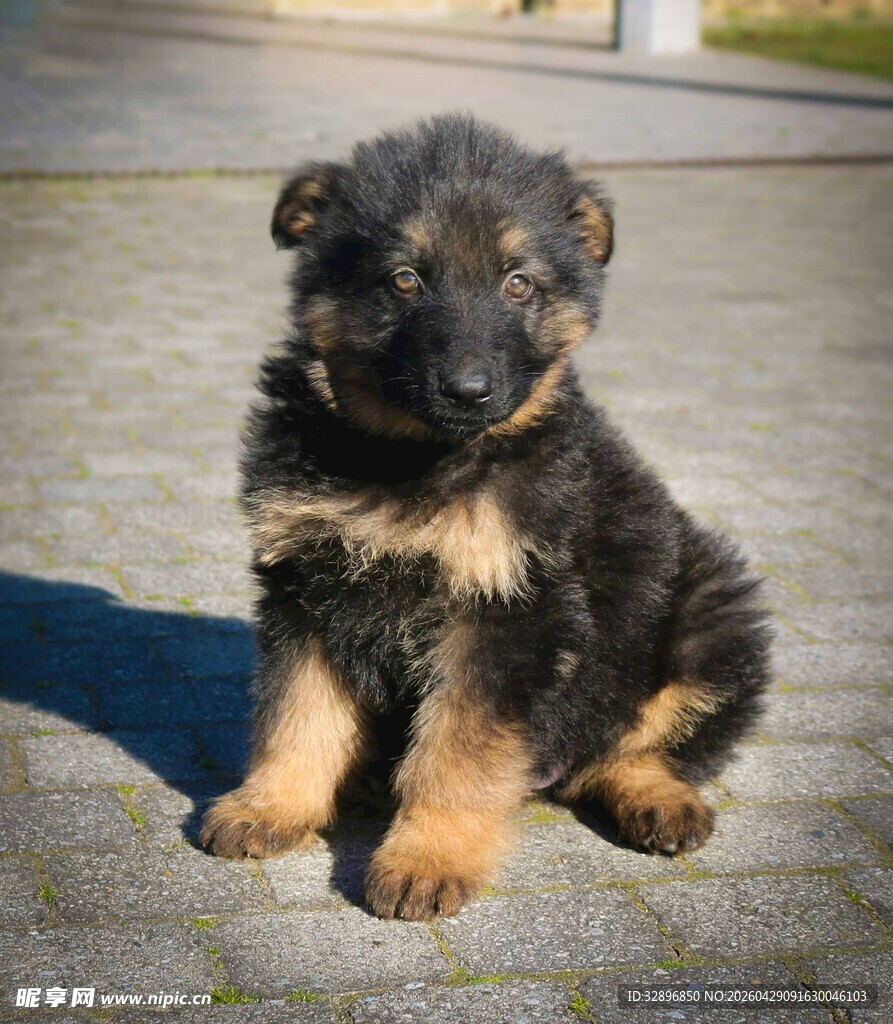 可爱德国牧羊犬幼犬