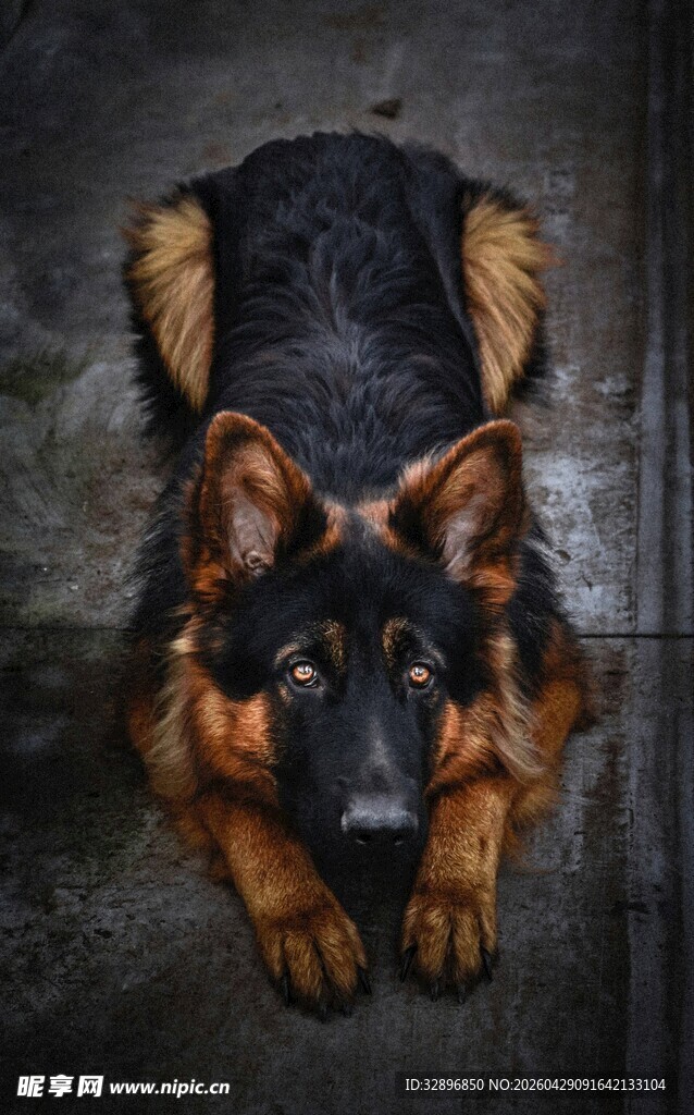 趴着的德国牧羊犬