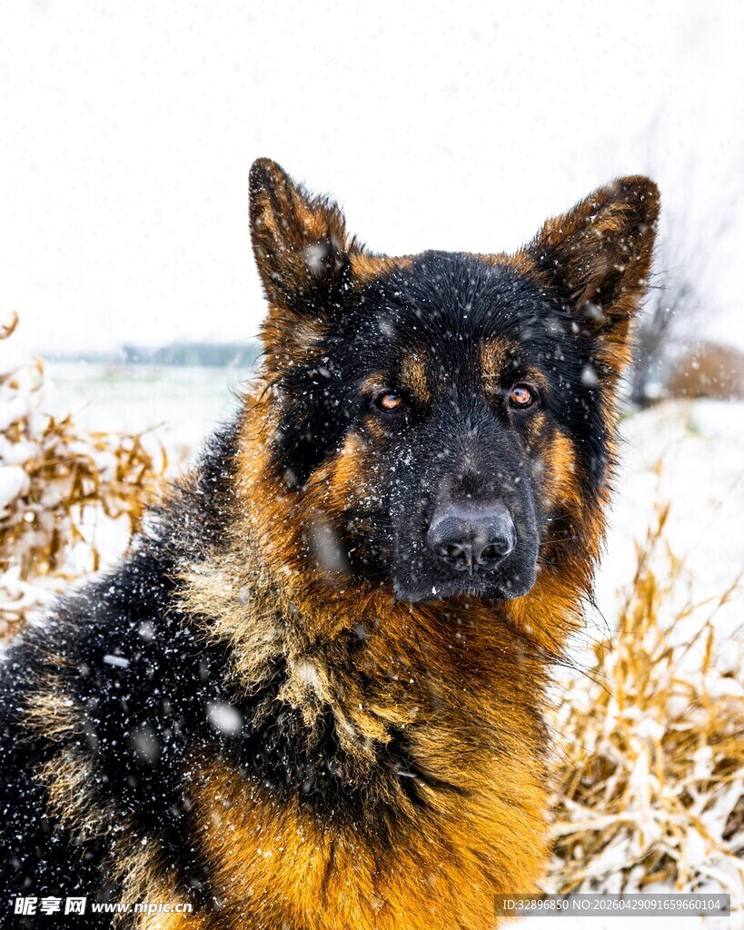 雪地中的德国牧羊犬
