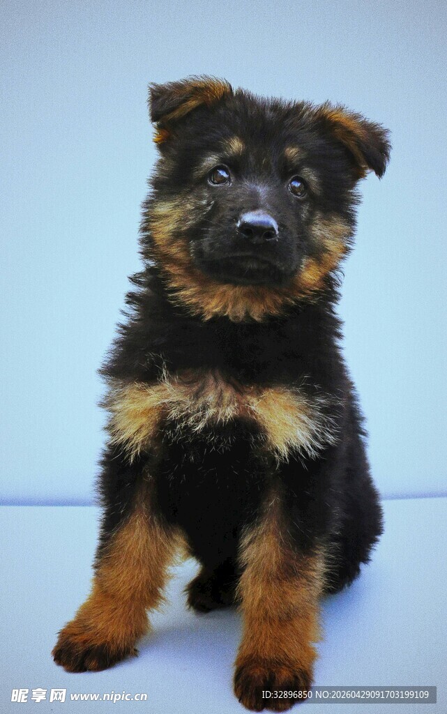 可爱黑棕相间幼犬