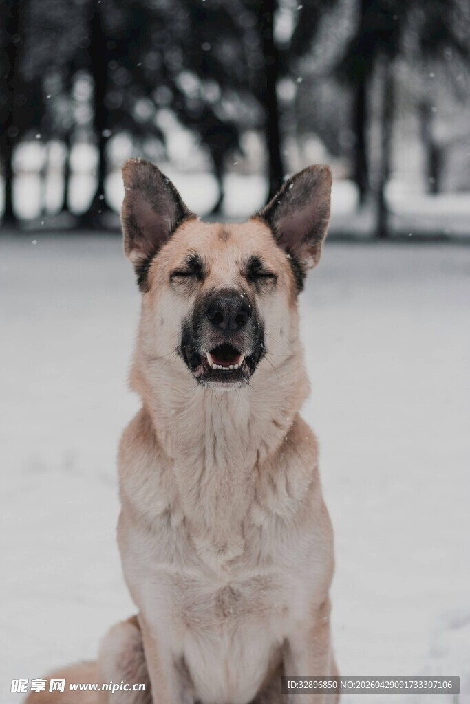 雪地中的德国牧羊犬