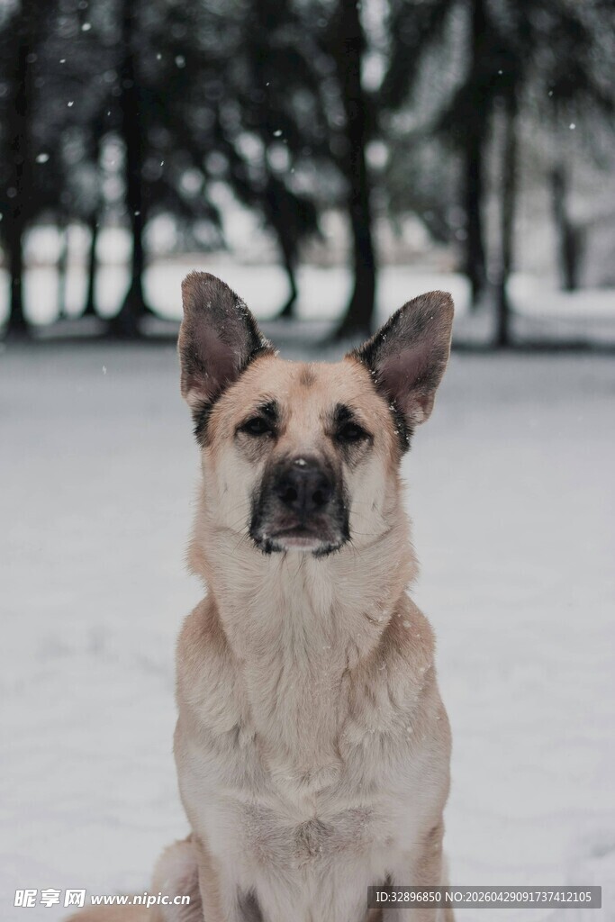雪地中的可爱狗狗