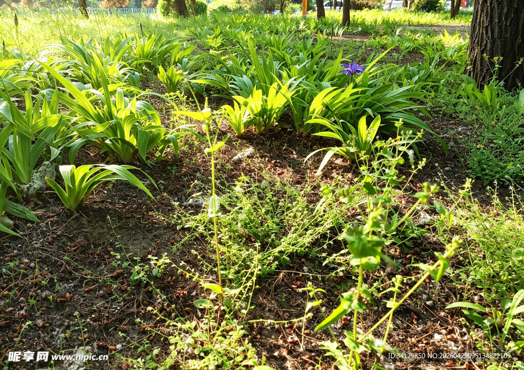 植物景观