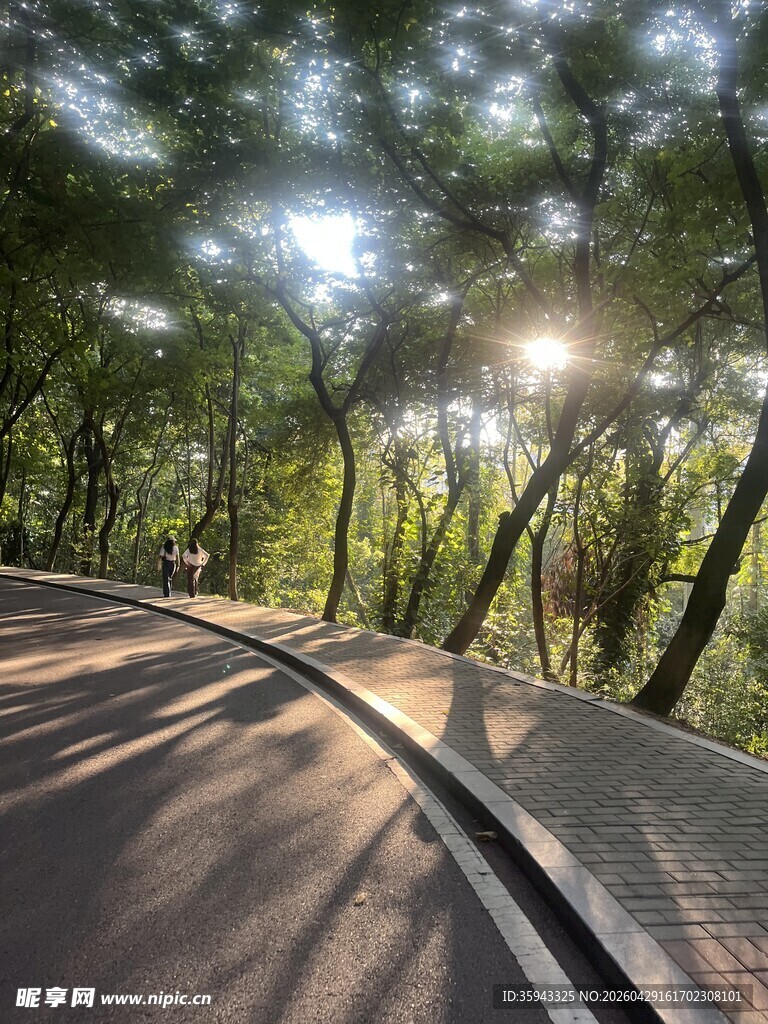 林间阳光洒落的蜿蜒小路