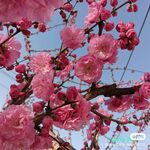 枝头绽放的粉嫩梅花