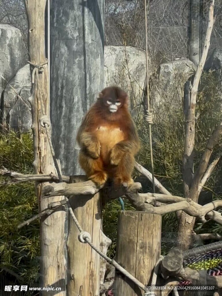 川金丝猴