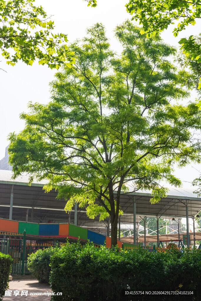 校园绿树与建筑景观