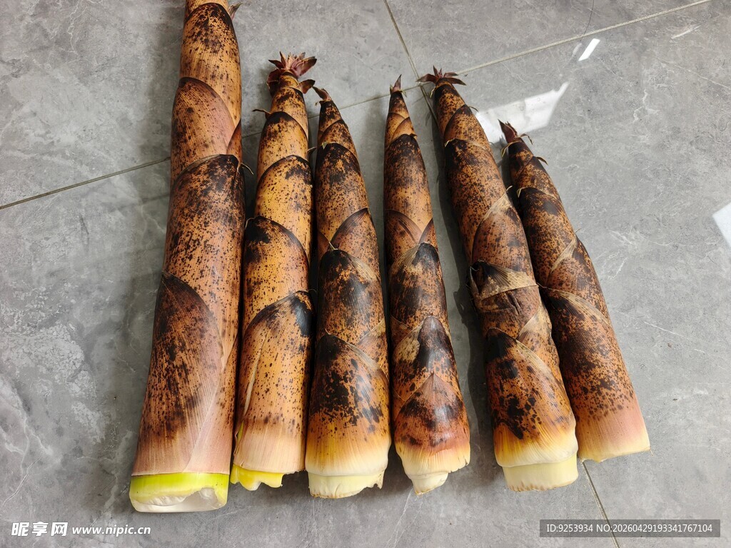 新鲜出土的鲜嫩竹笋