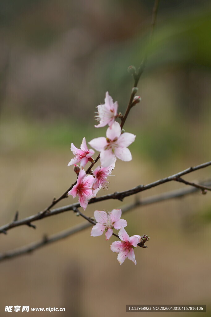 枝头绽放的粉嫩桃花