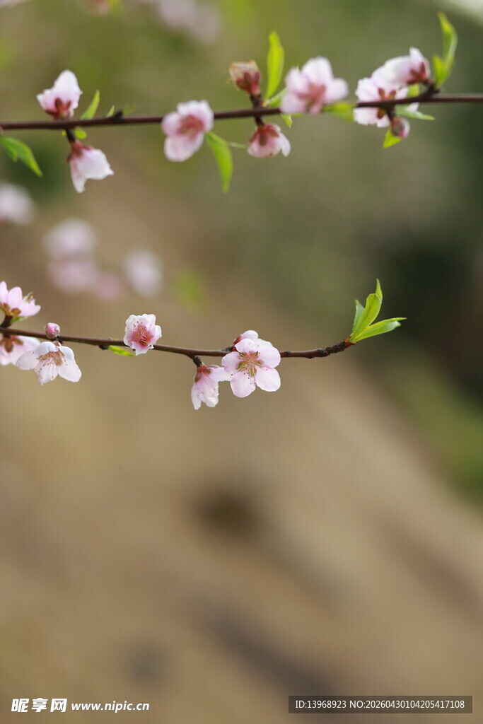 枝头绽放的粉嫩桃花