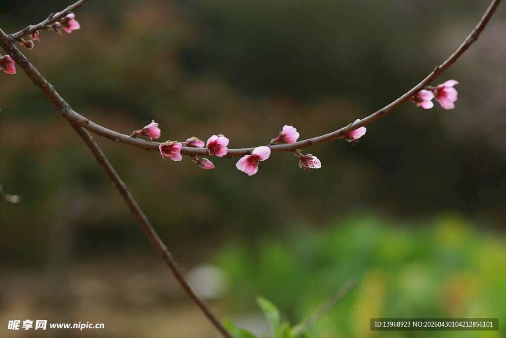 枝头绽放的粉嫩花朵