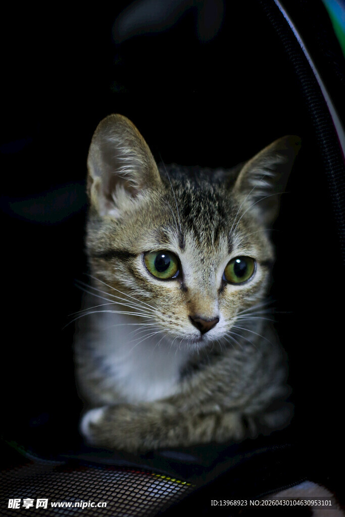 可爱小猫躲在暗处张望