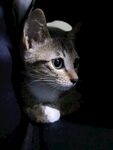 可爱小猫安静趴坐